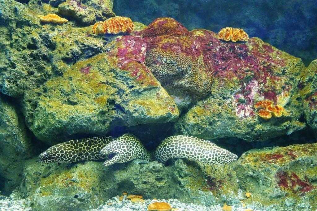 Symphony Of The Sea Hotel Bangsaen Εξωτερικό φωτογραφία